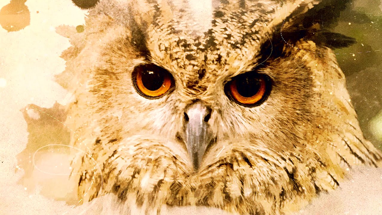 CERI Centro de Estudios de Rapaces Ibericas